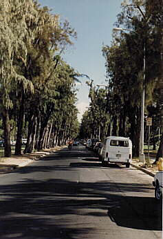 Ironwoods on Kalakaua