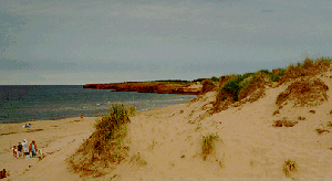 Beach dunes