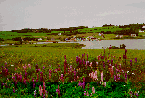 Lupins