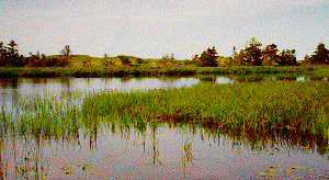 Marsh