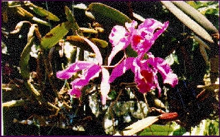 A beautiful orchid : it is one of the 2000 kinds of them