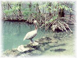 aquarium bird