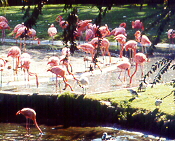 the flamingo pond