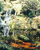 waterfall and fish pond