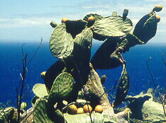 cactus above the Pacific