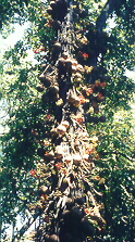 Cannonball Tree