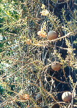 upclose cannonballs