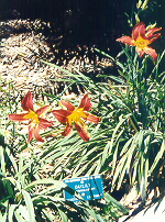 Day Lilies