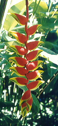 Heliconia