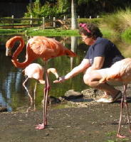 Feeding the flamingos