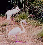 sitting pretty at the zoo