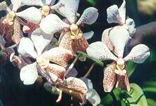 one variety of orchid