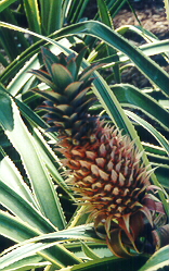 baby pineapple