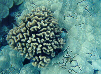 large coral