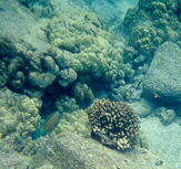 more corals and a parrot fish