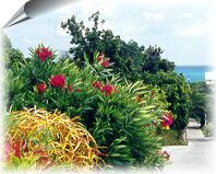 flowering bushes