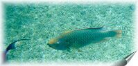 parrot fish