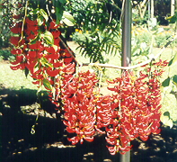 red jade plants