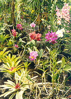 orchids along the walkway