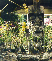 tiki in the orchid area