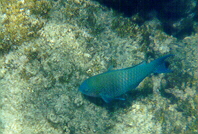 parrot fish