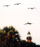 birds swooping over the light