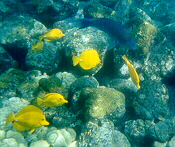 yellow tangs