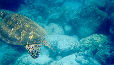 sea turtle passing by