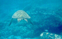 sea turtle swimming away