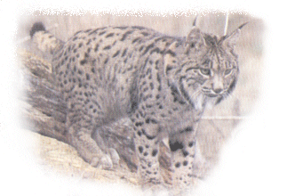 Lince Portugus