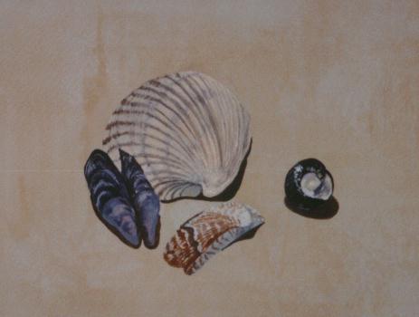 Shell # 1