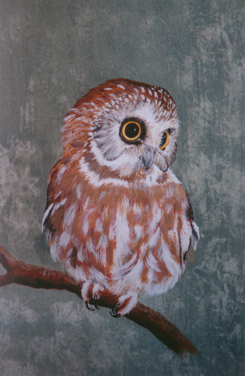 saw-whet Owl