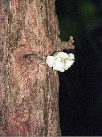 Weird & wonderful flowers in the jungle