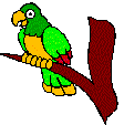 parrot