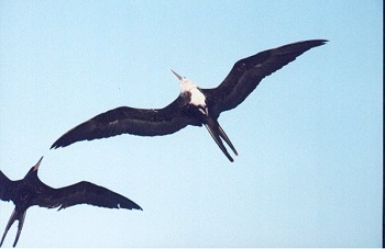 Frigate Birds