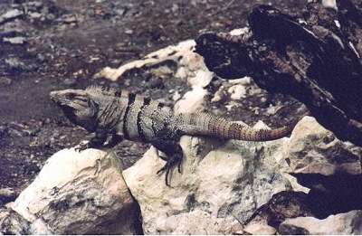 Iguana