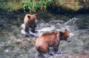 2cubs_in_h2o