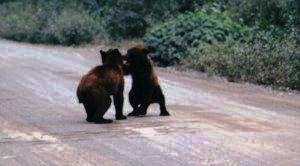 2cubs_in_street