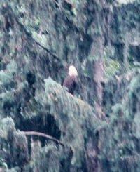 blury_eagle