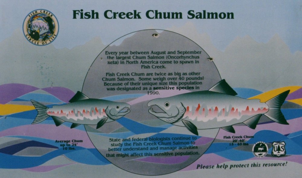 fish_creek_chum_1000x590.jpg