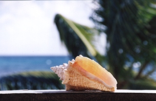 conch shell