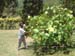 Mr Daniel, the curator of the National Botanical Gardens