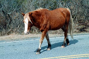 Assateague Pony