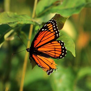 Spotsylvania Butterfly