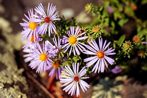 Purple Flowers