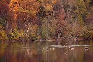 Fall Reflections