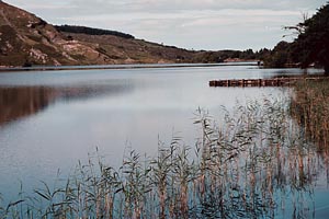 Ring of Beara Lake and Reeds