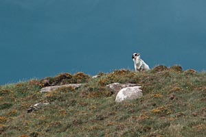 Lookout Sheep