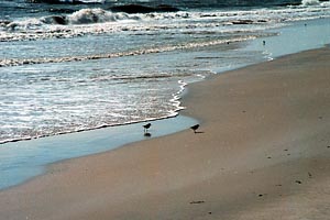 Birds and Surf