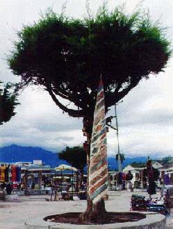 a blanket left hanging from a tree